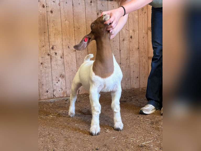 Finley Show Goats  012