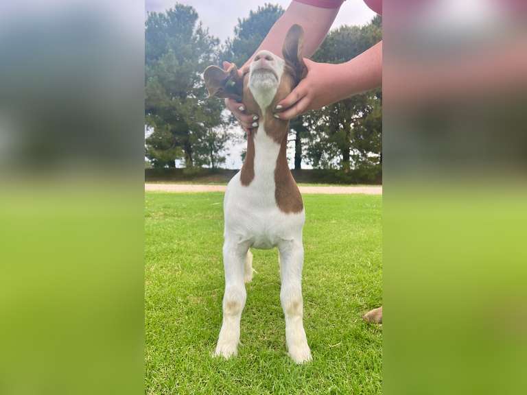 Epley Show Goats  5078