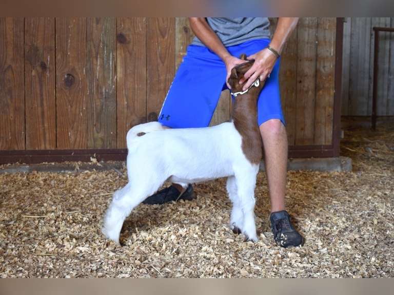 Bryson Show Goats  1342