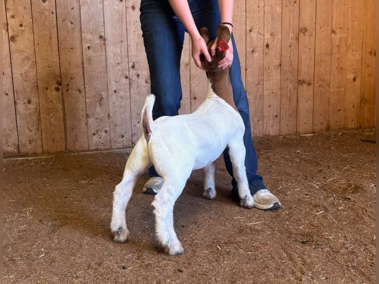 Finley Show Goats  012
