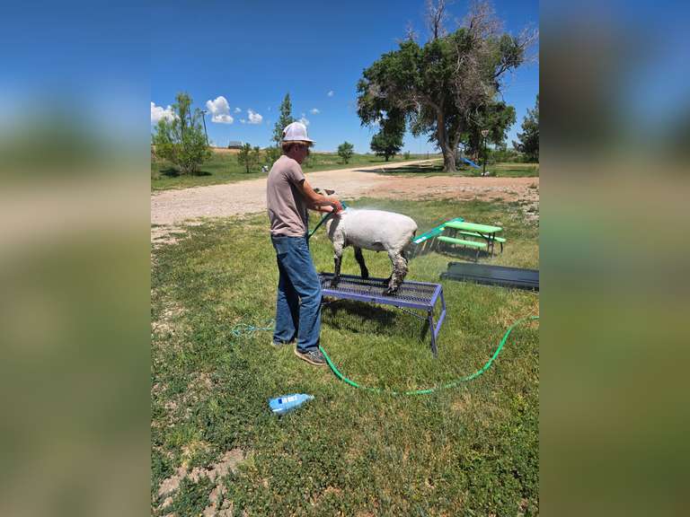 Landon  Offutt  Rural Rustlers 4h Club