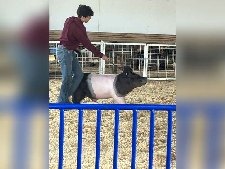 Rafael  Gonzalez  Top Hands