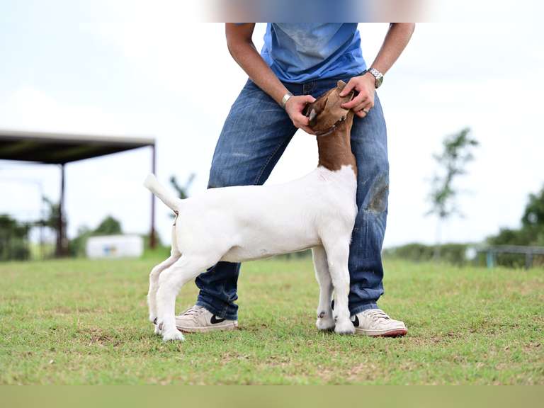 MB Boer Goats  2512