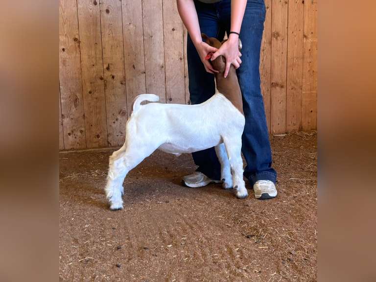 Finley Show Goats  012