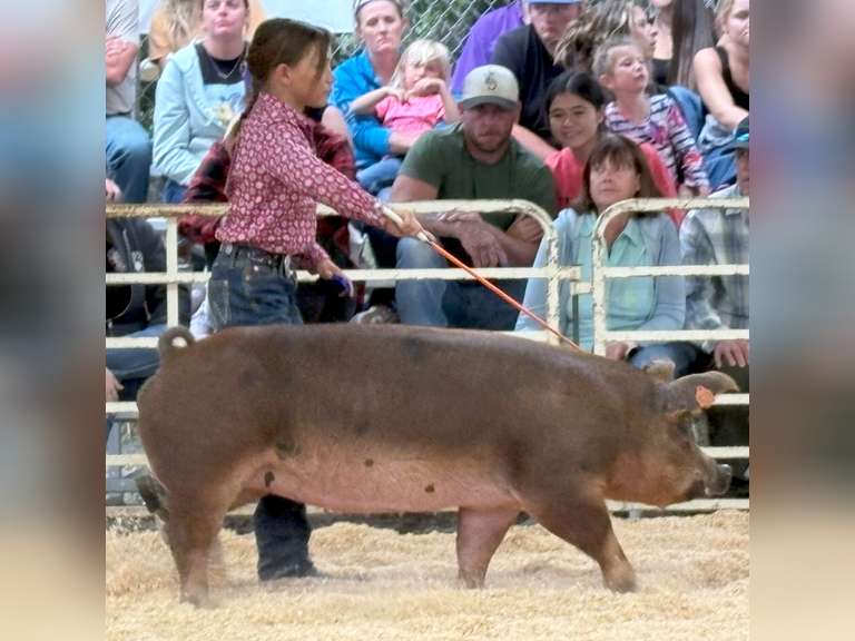 Phoebe  Cabrera  Gold Creek 4-H