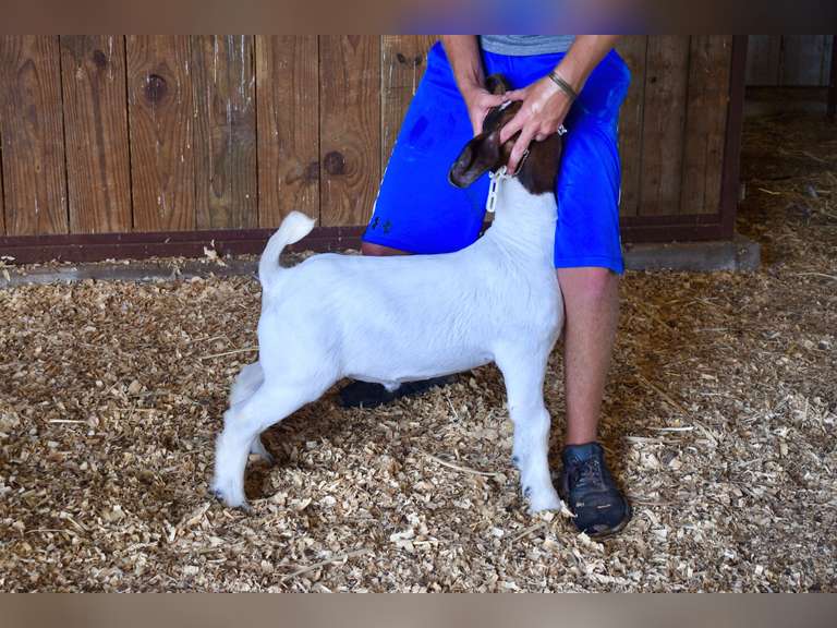 Bryson Show Goats  1365