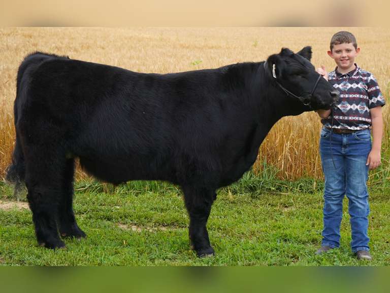 Connor Simmons The Beef Club