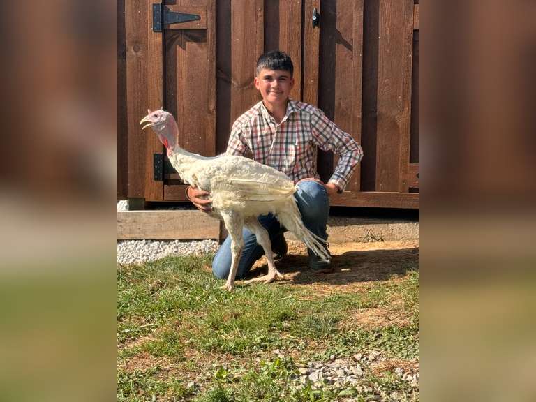 Colten Rummell Carrollton FFA
