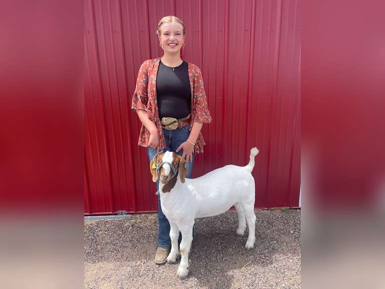 Lily   Hayes  Gold Creek 4H Club