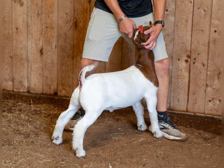Finley Show Goats  046