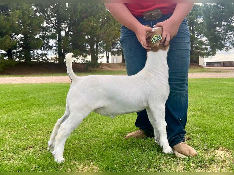 Epley Show Goats  5068