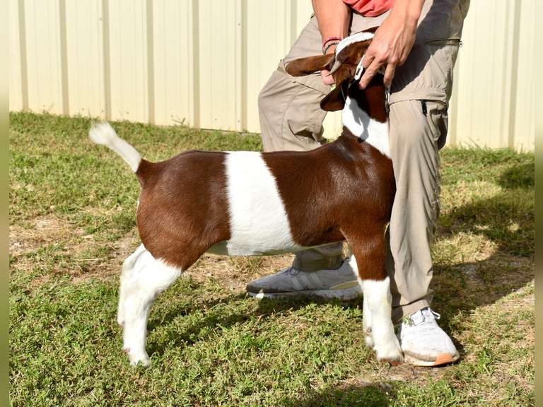 Bryson Show Goats  1338