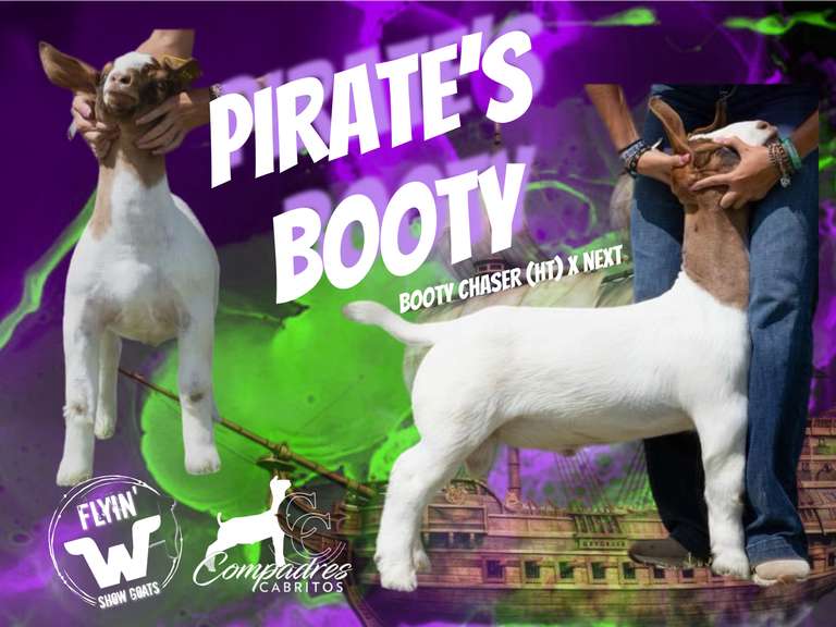 Compadres Cabritos/ Flyin’W Show Goats  PIRATE’S BOOTY