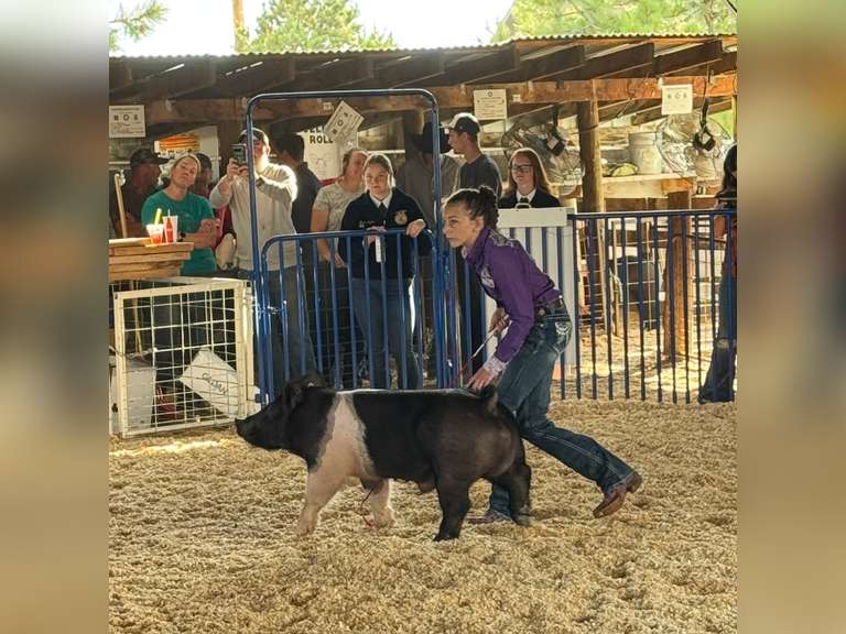 Jennica  Mullett  Top Hands, Custer County 4H
