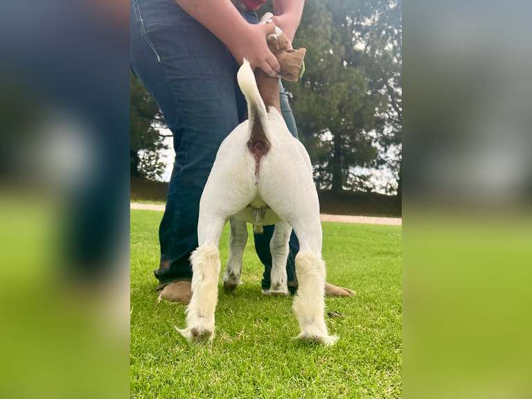 Epley Show Goats  5078
