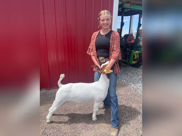 Lily   Hayes  Gold Creek 4H Club