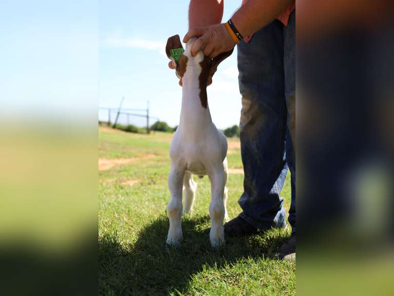 Flyin’W Show Goats   5041