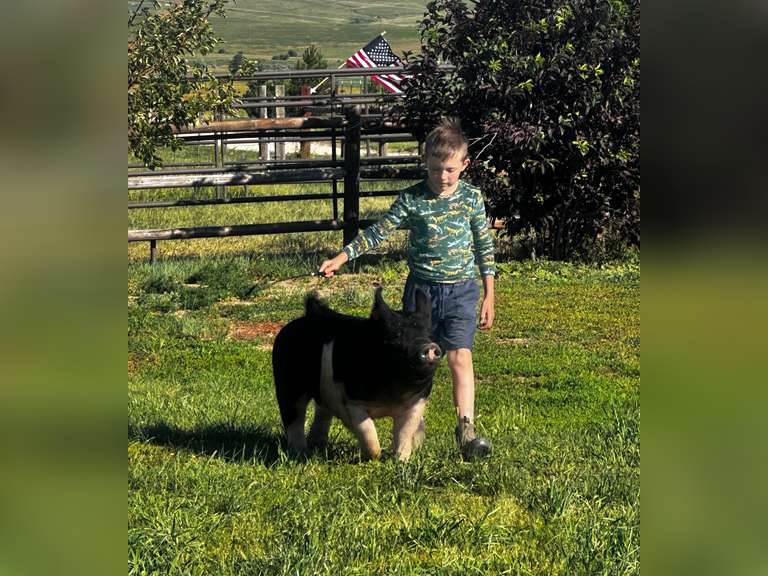 Phinehas  Brammer  Ranchin’ Rookies 4-H Club