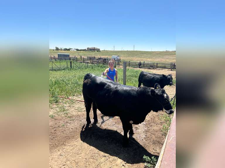 Kelsi  Harr  Rural Rustlers 4H