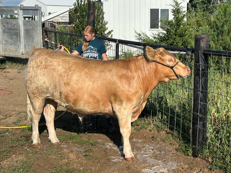 Ryley  Hamacher  Rural Rustlers