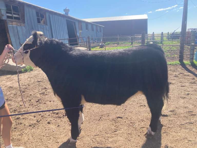 Lexi  Guy  Rural Rustlers 4H
