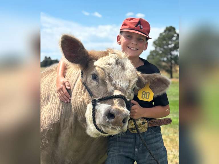 Brant  Volosin  Rural Rustlers 4-H