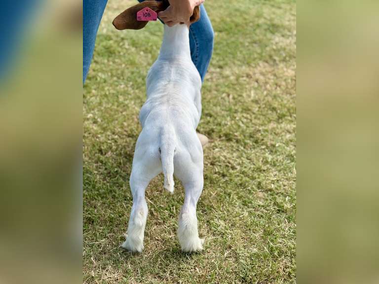 Grimes Show Goats  108