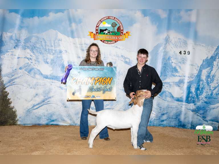 Cole  Spurlock  Grand Drive 4H