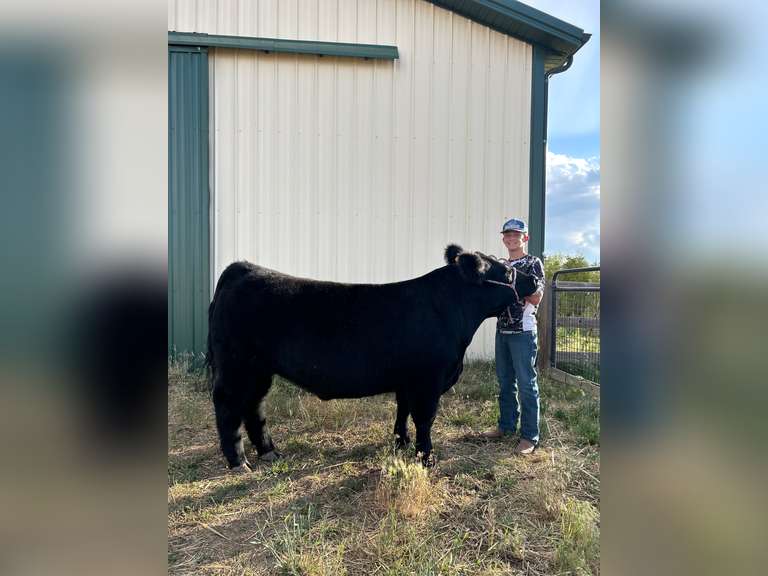 Kellan  Torrence  Rattlesnake 4H