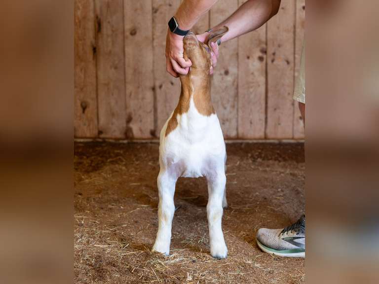 Finley Show Goats  042