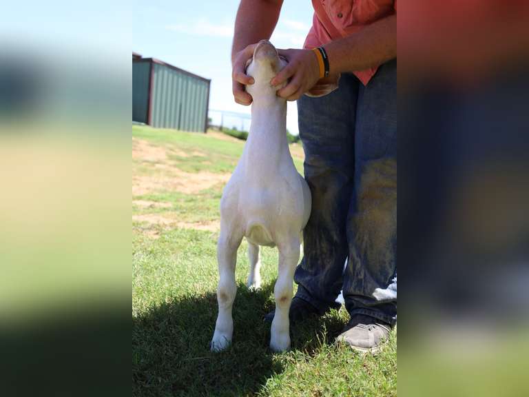 Flyin’W Show Goats  5014