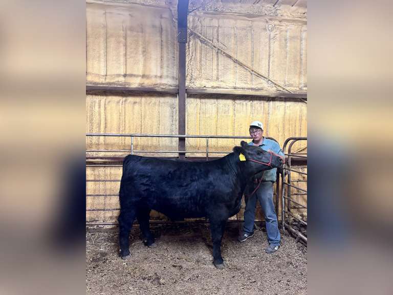 Docerty   McCoy   Custer county FFA