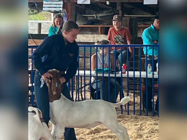 Sierra  Foster  Custer County FFA