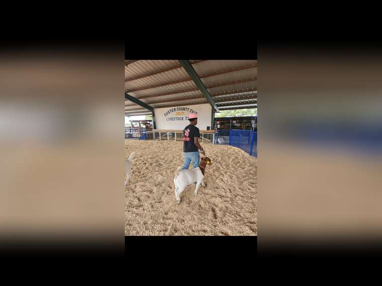 Mason  Simmons  Custer County FFA