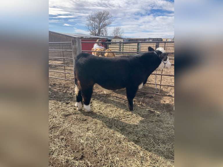 Evan  Guy  Rural Rustlers 4H