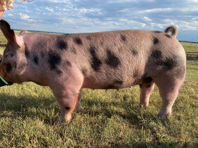 Blayze  Potestio  Rattlesnake 4H