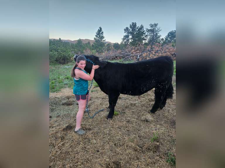 London  Dean  Trailblazers