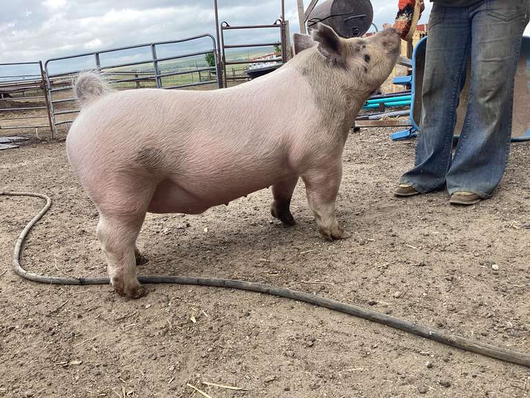 Lauralai   Brammer  Ranchin’ Rookies 4-H Club