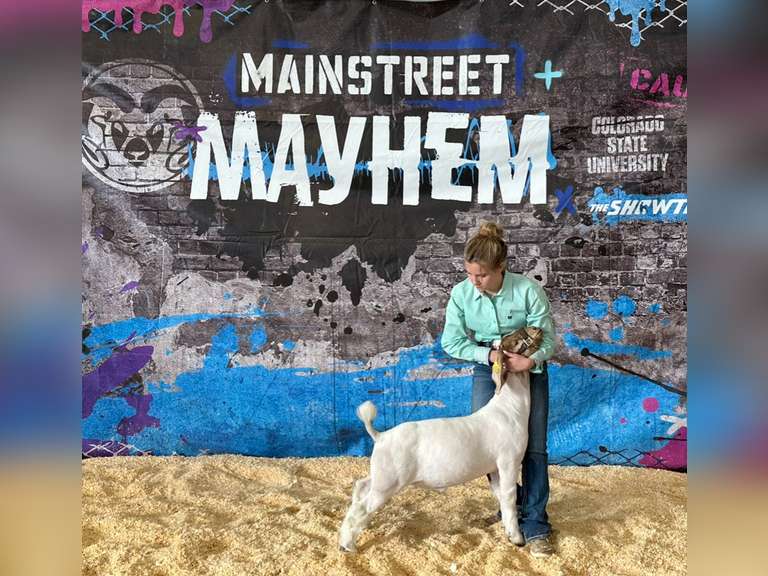 Alexis   Grundy   Triple C's