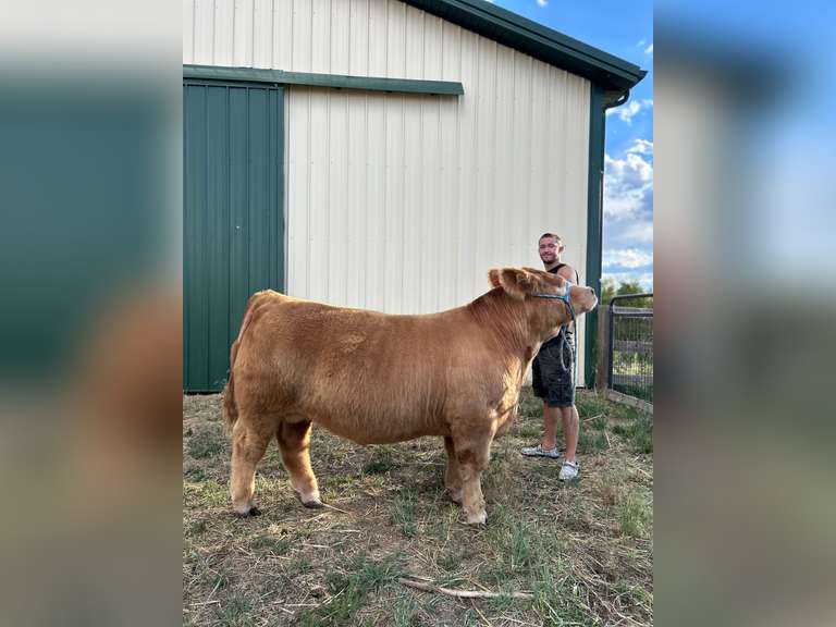 Ashton  Torrence  Rattlesnake 4H