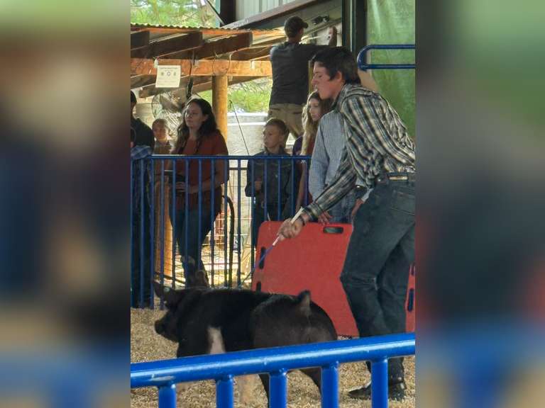 Jesse  Mullett  Top Hands, Custer County 4H