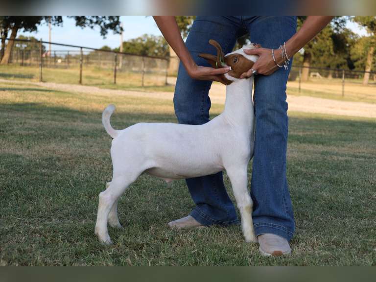 Flyin’W Show Goats   5041