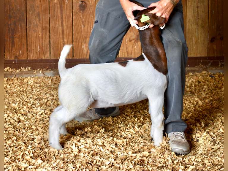 Bryson Show Goats  1358