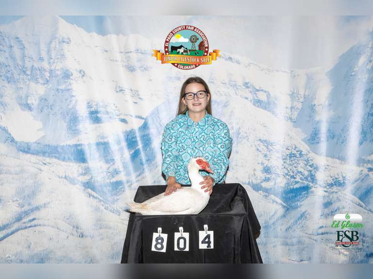 Abigail  Baca  Angel Fire 4-H