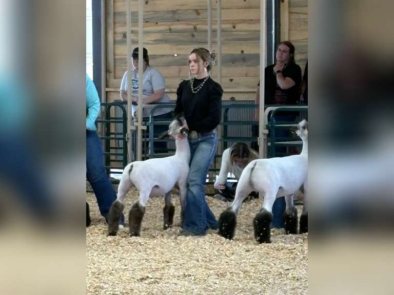 Elizabeth  Ergo  Custer County FFA