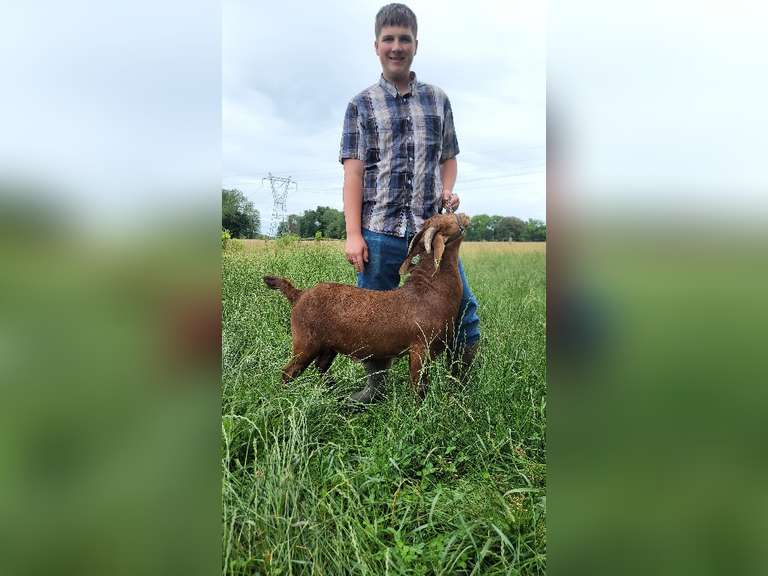 Gage Thompson The Beef Club