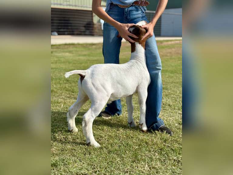Grimes Show Goats  99