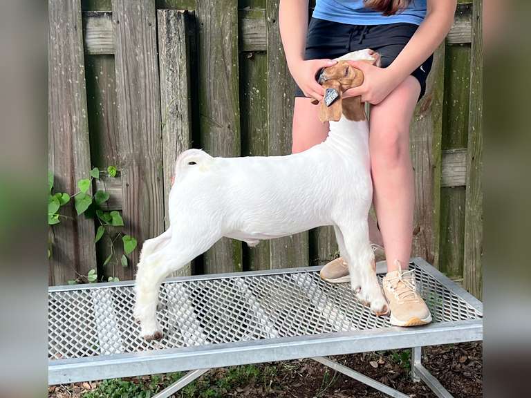 J Bar Show Goats  JBR106