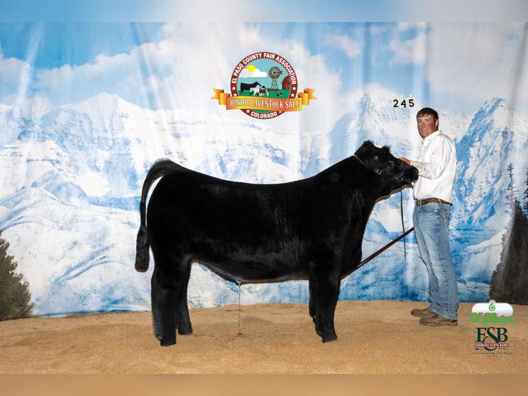 Tate  Kerchal  Show Squad