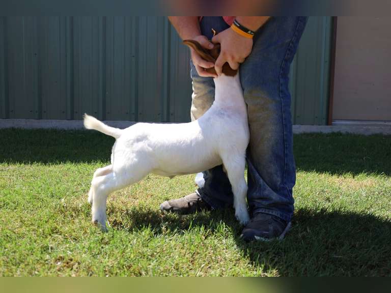 Flyin’W Show Goats  5047